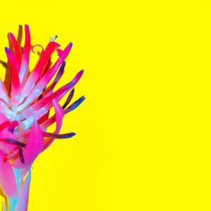 Fokus & Flow KI 2.0 - Premium Coaching